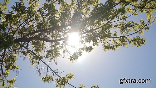 Sun and Tree