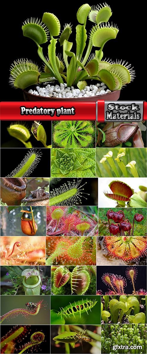 Predatory plant hunter prey sheet spike 25 HQ Jpeg