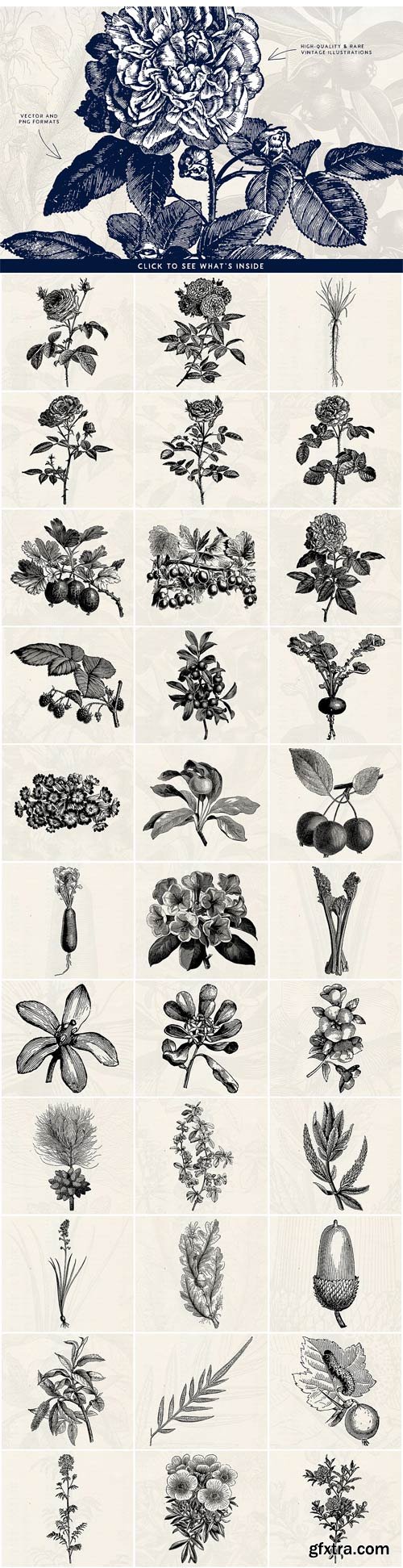 CM - 63 Fruit & Flower Illustrations 1624598