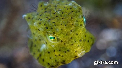 Underwater Photography: Macro