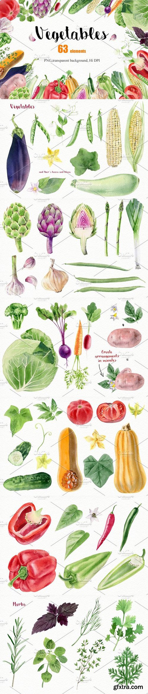 CM - Watercolor vegetables and herbs 1634324