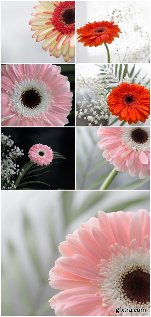 Gerbera beautiful flowers on a white background 7X JPEG