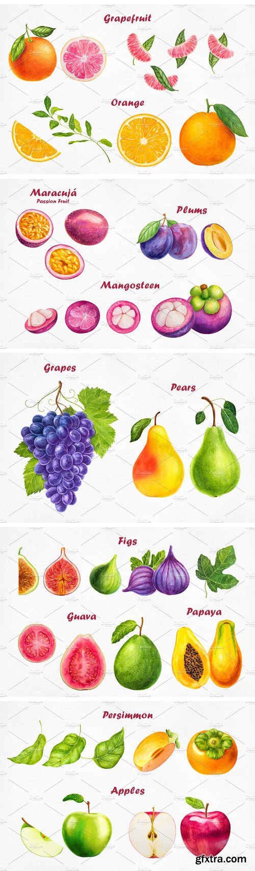 CM - Watercolor Fruits Collection 1657955