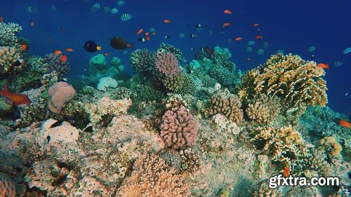 Floating Over A Lively Coral Reef With A Lot Of Fish