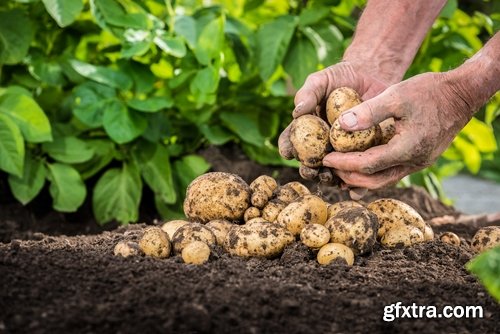 Soil land agriculture plant sprout shoot 25 HQ Jpeg