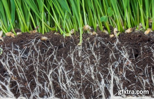 Soil land agriculture plant sprout shoot 25 HQ Jpeg