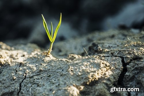 Soil land agriculture plant sprout shoot 25 HQ Jpeg