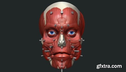 Uartsy - Anatomy Of The Face