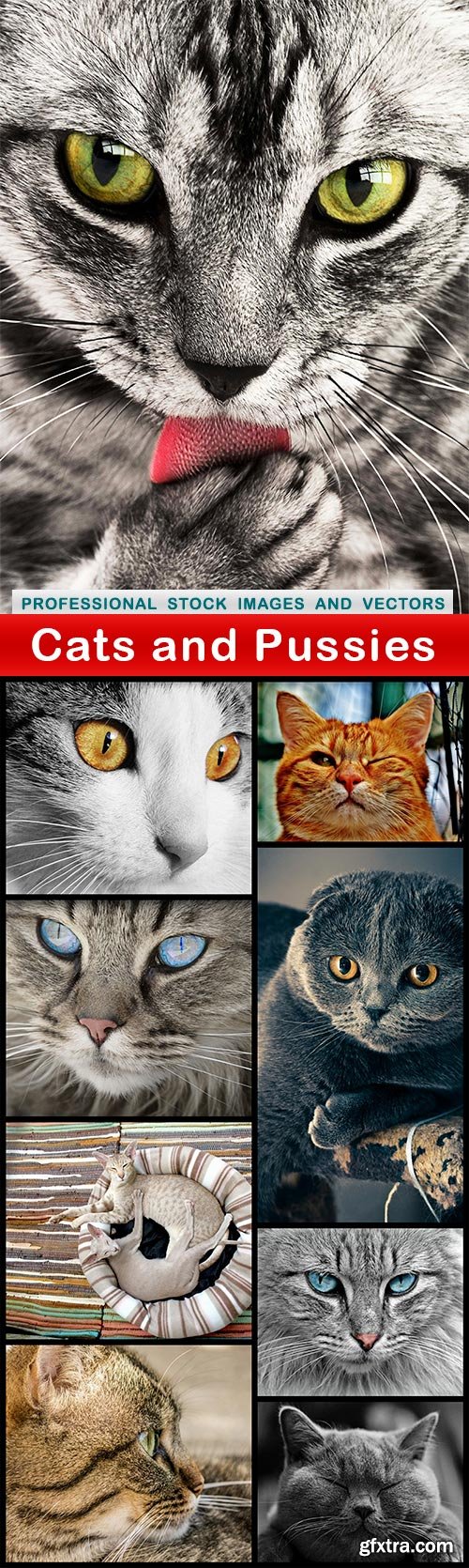 Cats and Pussies - 10 UHQ JPEG