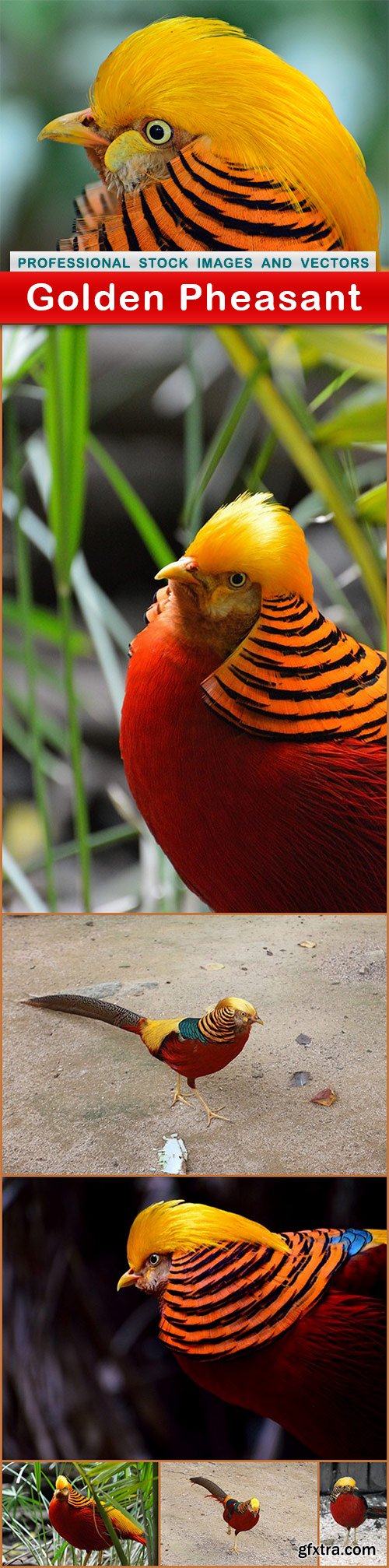 Golden Pheasant - 7 UHQ JPEG