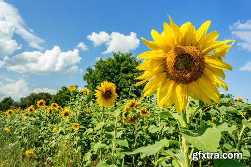 Sunflowers against the blue sky background