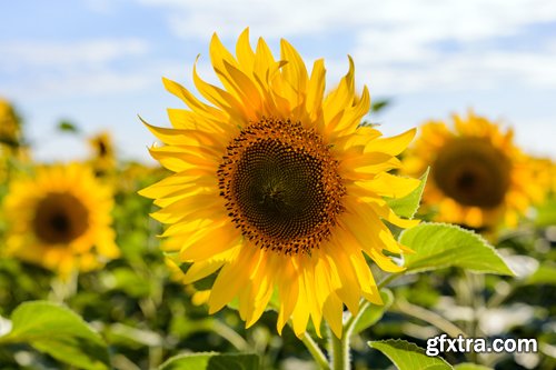 Sunflowers against the blue sky background