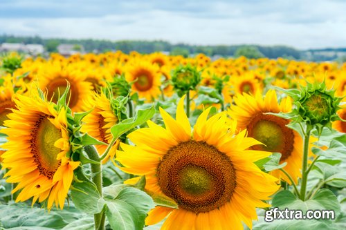 Sunflowers against the blue sky background