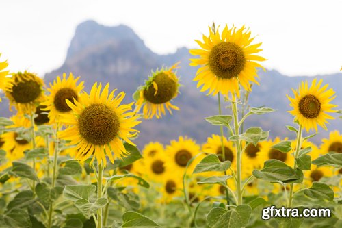 Sunflowers against the blue sky background