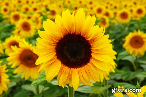 Sunflowers against the blue sky background