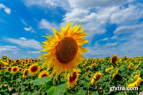 Sunflowers against the blue sky background