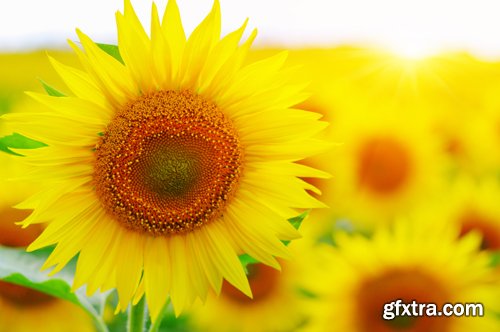 Sunflowers against the blue sky background