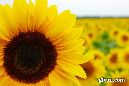 Sunflowers against the blue sky background