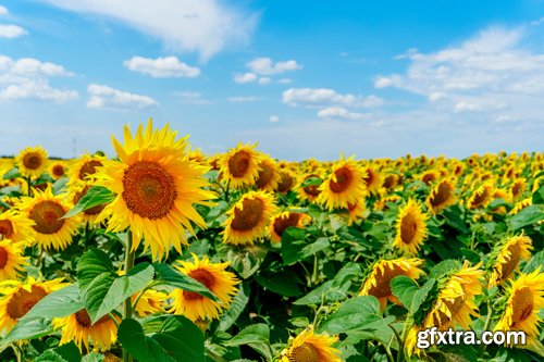 Sunflowers against the blue sky background