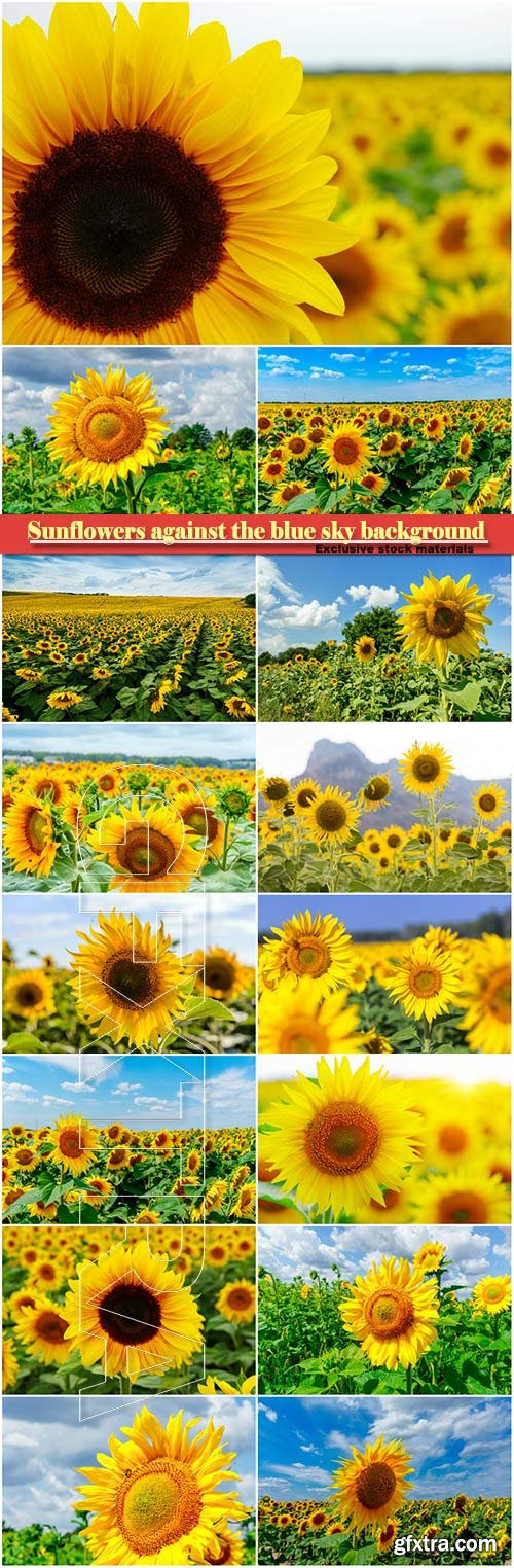 Sunflowers against the blue sky background