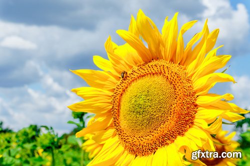 Sunflowers against the blue sky background