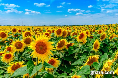 Sunflowers against the blue sky background