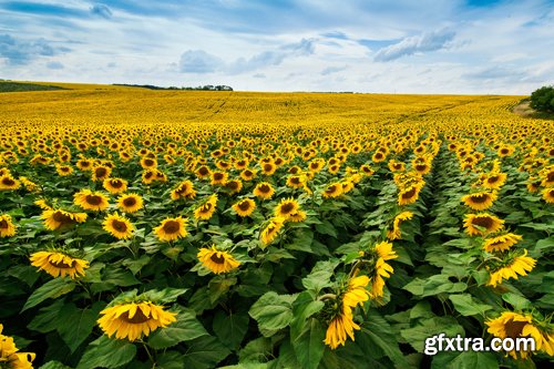 Sunflowers against the blue sky background