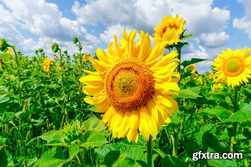 Sunflowers against the blue sky background