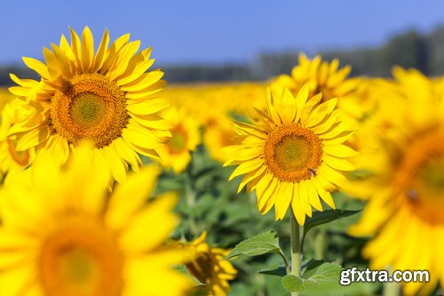 Sunflowers against the blue sky background