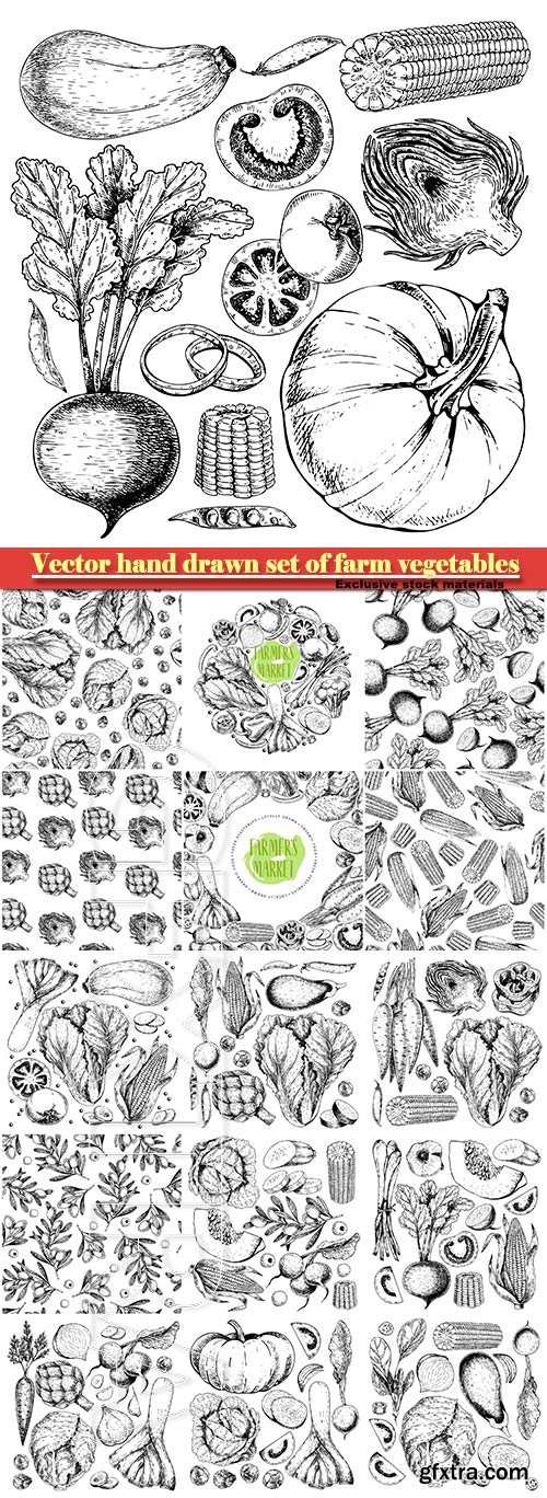 Vector hand drawn set of farm vegetables