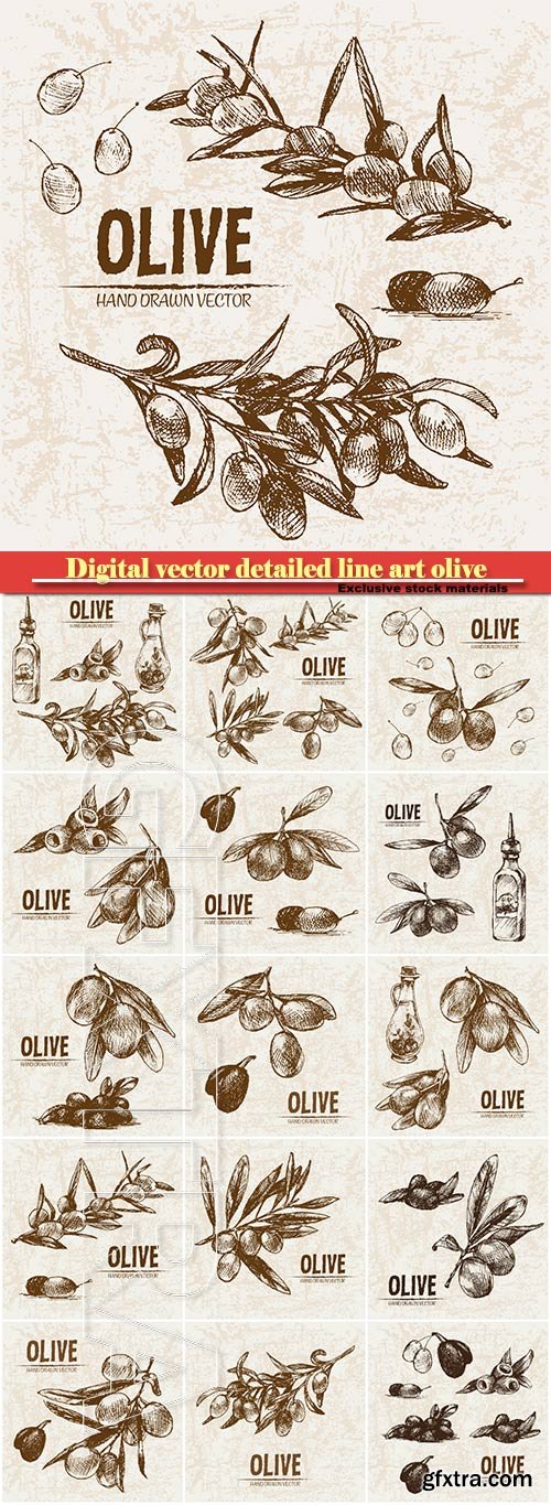 Digital vector detailed line art olive