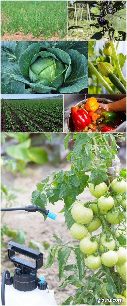 Vegetables in the garden 7X JPEG