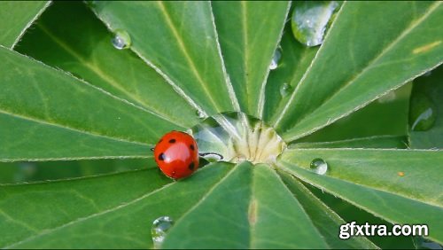 Ladybug and water drop green