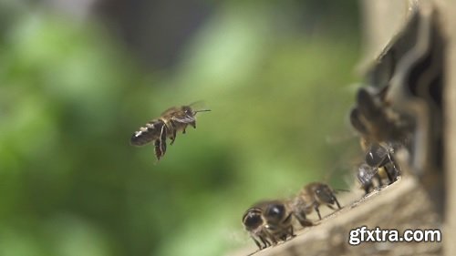 Honey bees hive entrance