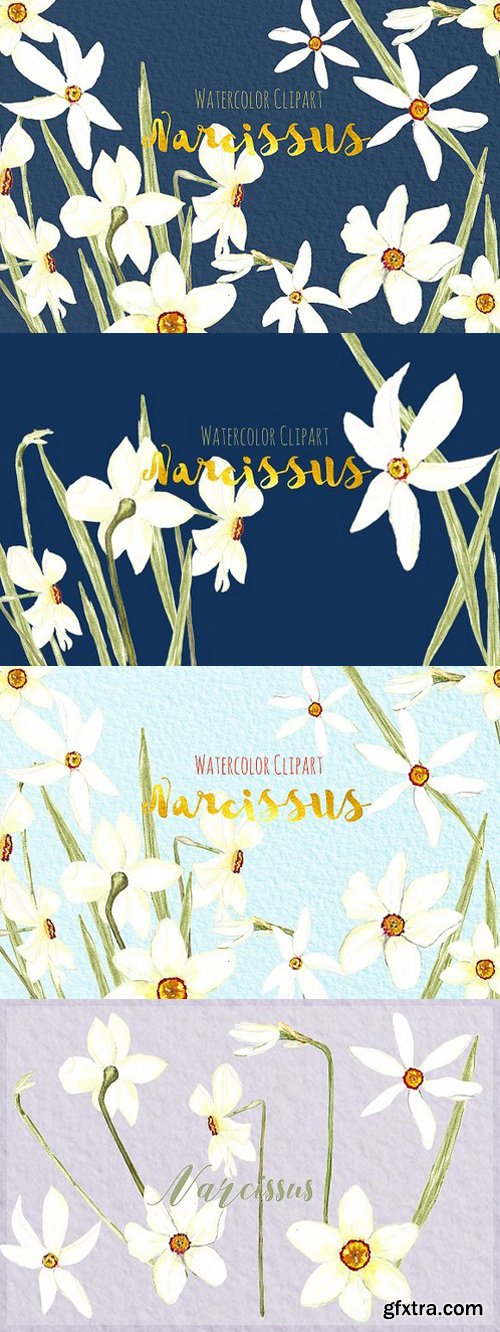 CM - Narcissus. Watercolor clipart 505752