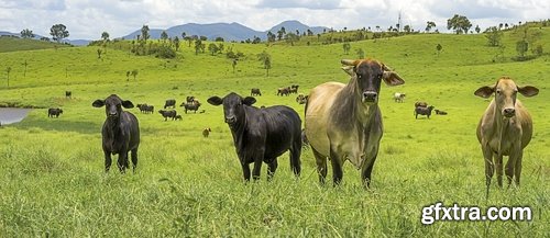 Farm farmstead ranch cowboy shepherd cattle cow horse 25 HQ Jpeg