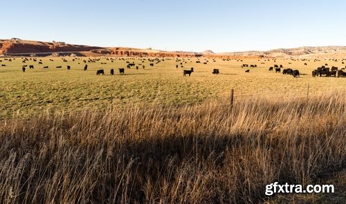 Farm farmstead ranch cowboy shepherd cattle cow horse 25 HQ Jpeg