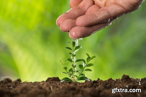 man watering a plant gardening sprout a germ 25 HQ Jpeg