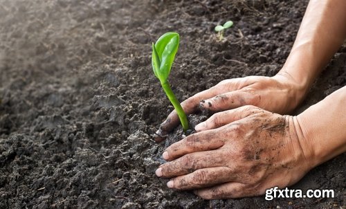 man watering a plant gardening sprout a germ 25 HQ Jpeg