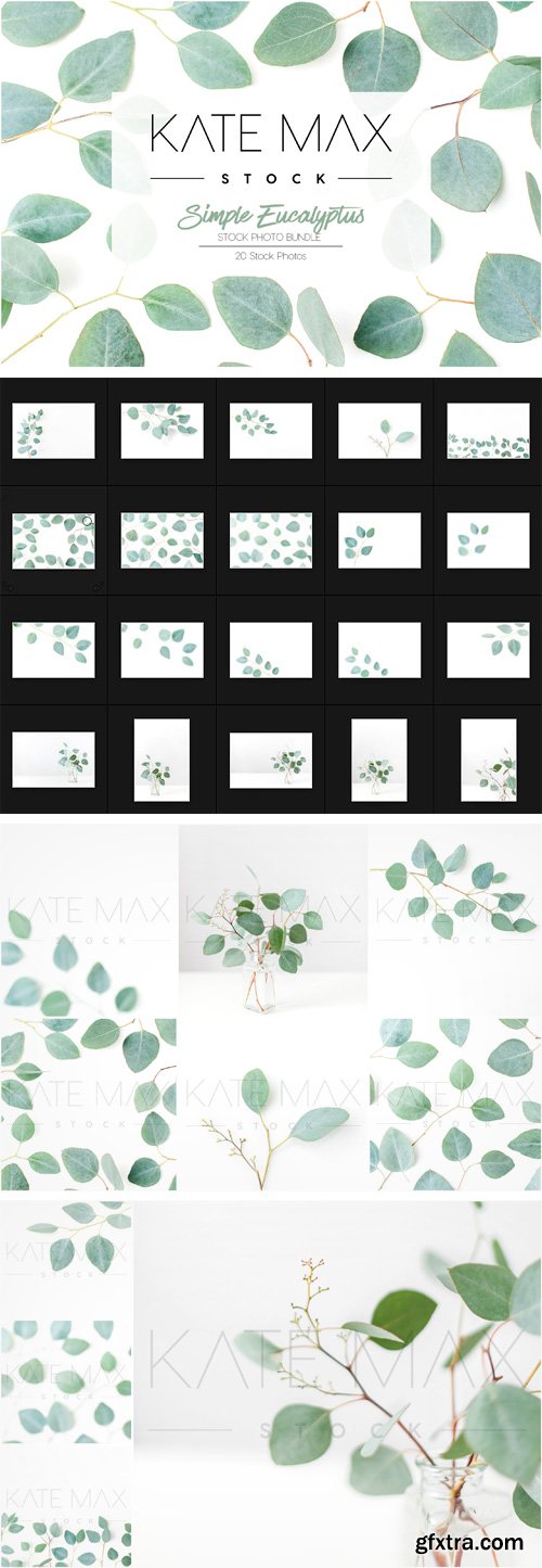 CM - Simple Eucalyptus Stock Photo Bundle 1792571