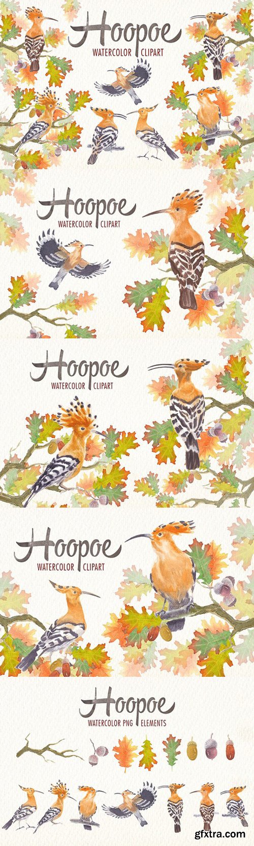 CM - watercolor hoopoe bird clipart 1807565