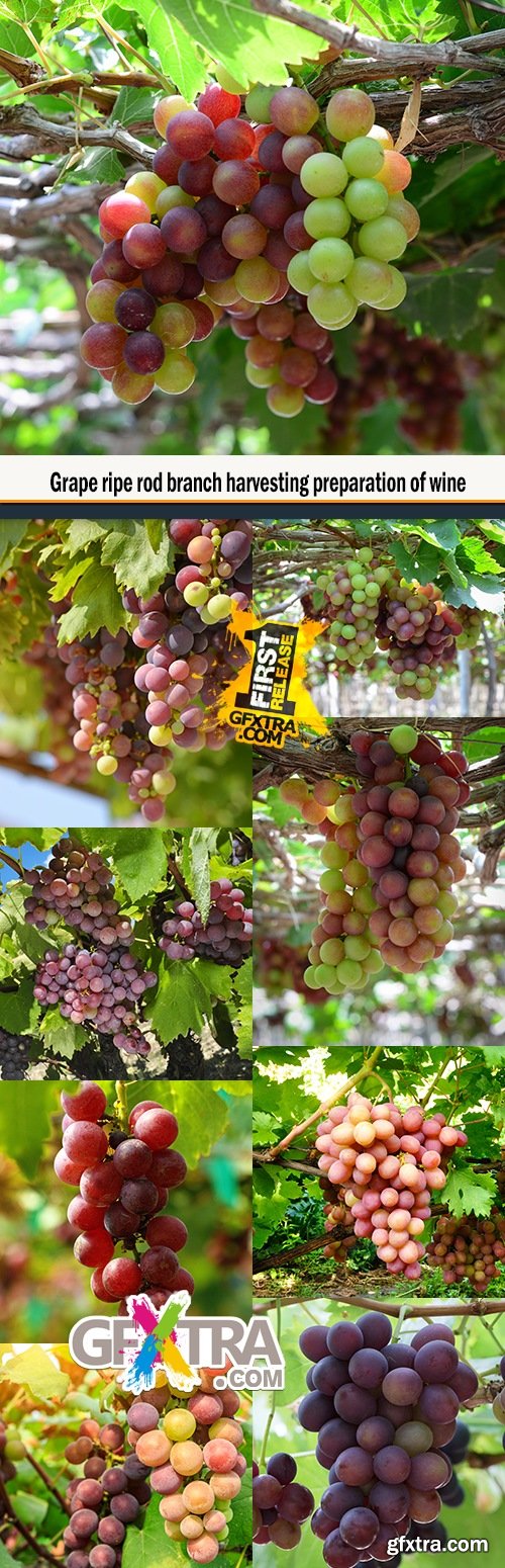 Grape ripe rod branch harvesting preparation of wine