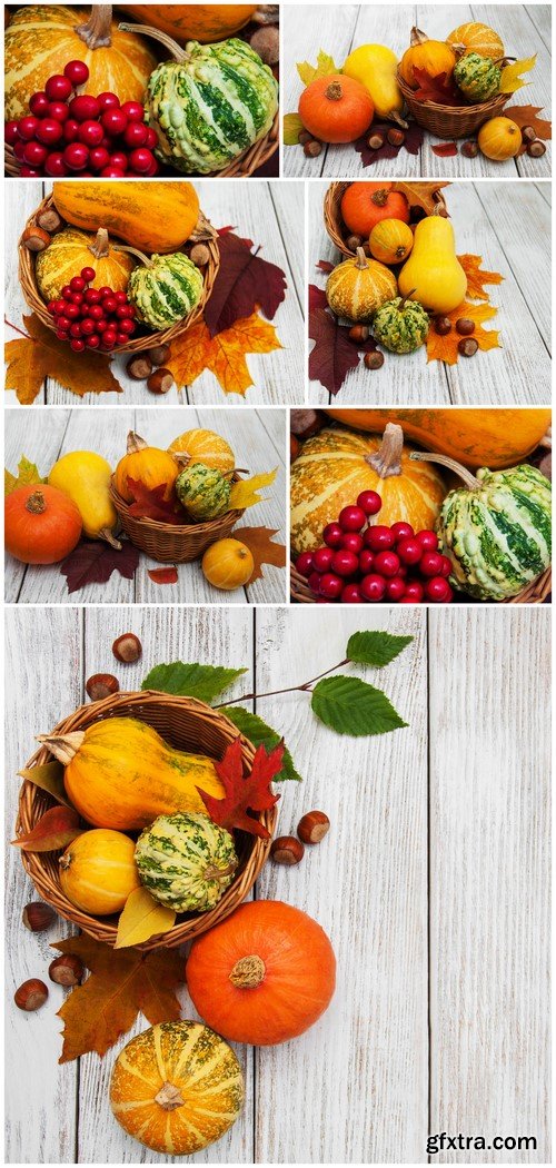 pumpkin autumn harvest