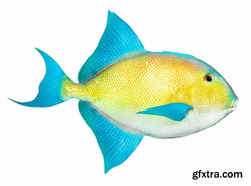 Aquarium fish colored squama 25 HQ Jpeg