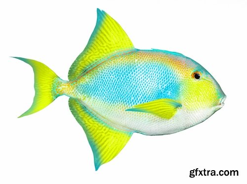 Aquarium fish colored squama 25 HQ Jpeg