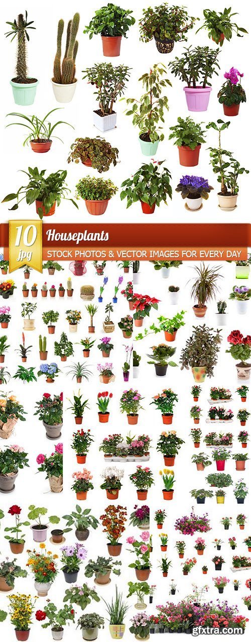 Houseplants, 10 x UHQ JPEG