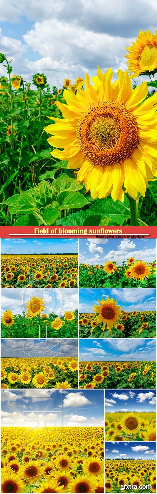 Field of blooming sunflowers