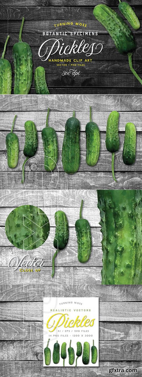 CreativeMarket - Pickle Vector - Botanic Specimens 1913624