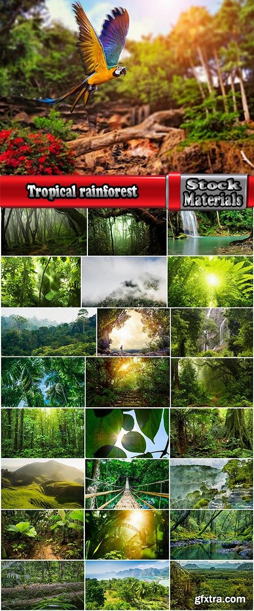 Tropical rainforest foliage green tree crown 25 HQ Jpeg