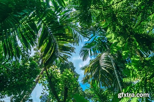 Tropical rainforest foliage green tree crown 25 HQ Jpeg